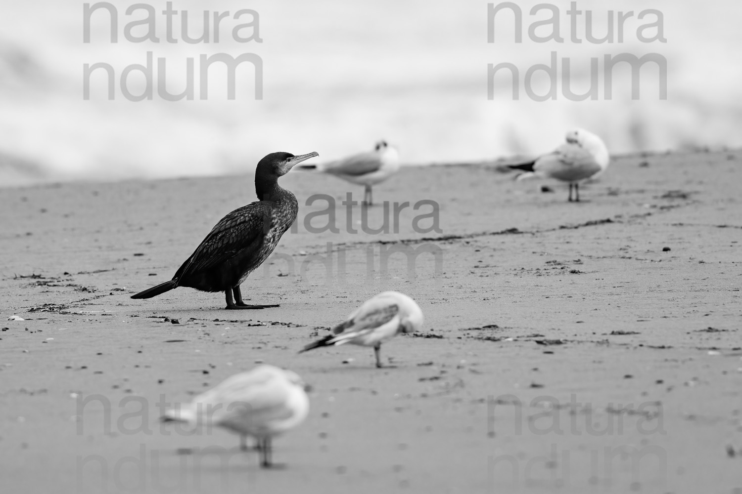 Foto di Cormorano (Phalacrocorax carbo)