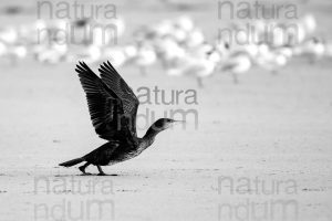 Foto di Cormorano (Phalacrocorax carbo)