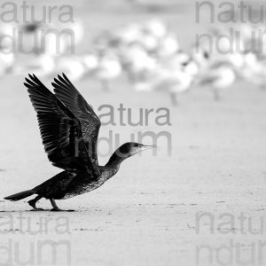 Foto di Cormorano (Phalacrocorax carbo)