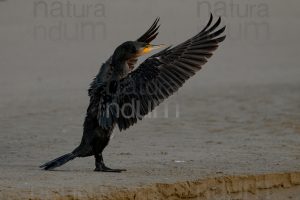 Foto di Cormorano (Phalacrocorax carbo)