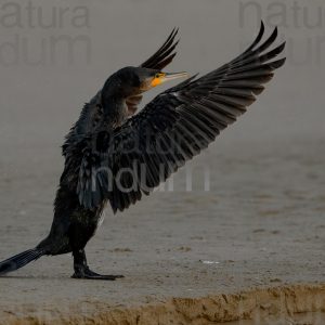 Foto di Cormorano (Phalacrocorax carbo)