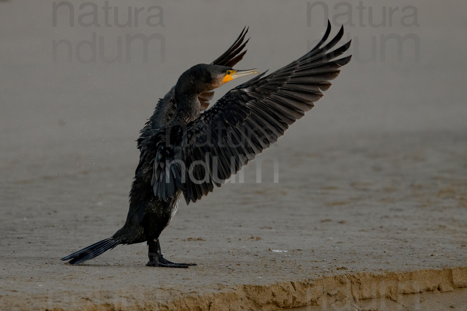 Photos of Great Cormorant (Phalacrocorax carbo)