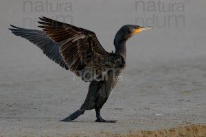 Photos of Great Cormorant (Phalacrocorax carbo)