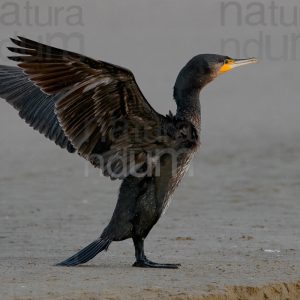 Foto di Cormorano (Phalacrocorax carbo)