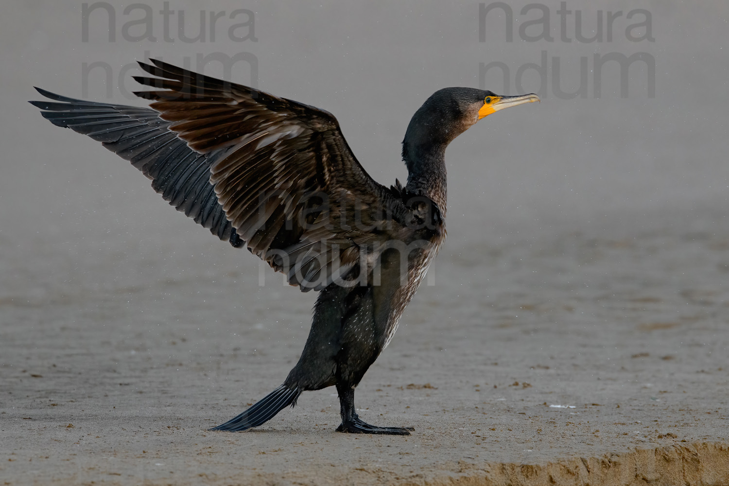 Foto di Cormorano (Phalacrocorax carbo)