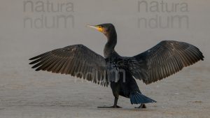 Foto di Cormorano (Phalacrocorax carbo)