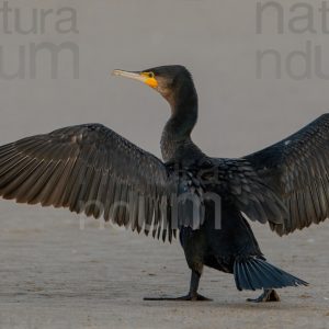 Foto di Cormorano (Phalacrocorax carbo)