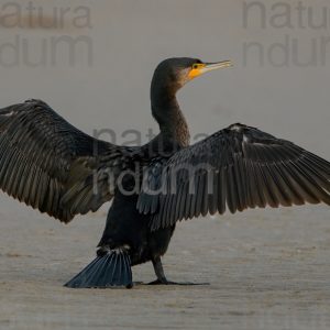 Foto di Cormorano (Phalacrocorax carbo)