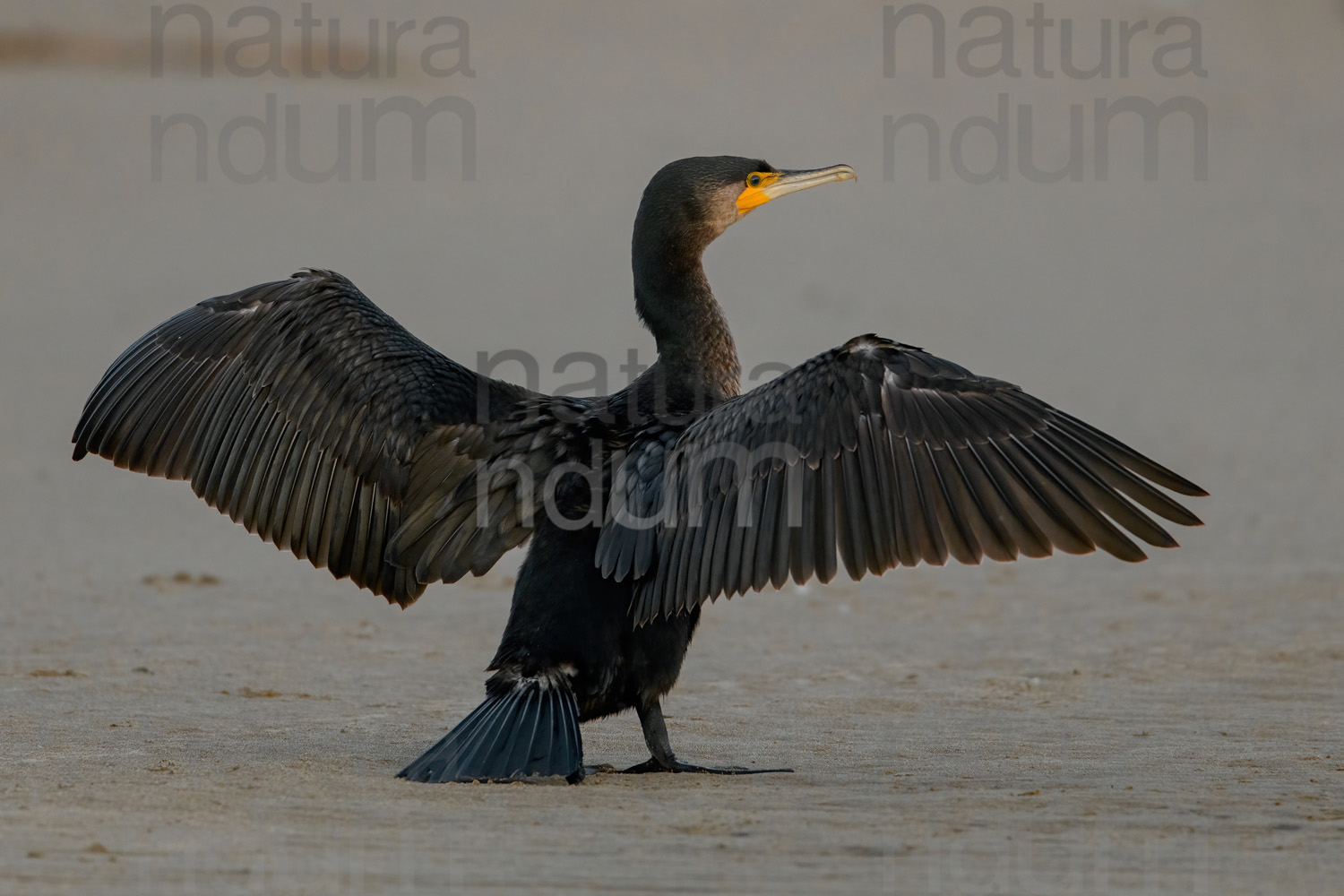 Foto di Cormorano (Phalacrocorax carbo)