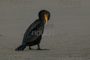 Photos of Great Cormorant (Phalacrocorax carbo)