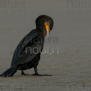 Foto di Cormorano (Phalacrocorax carbo)