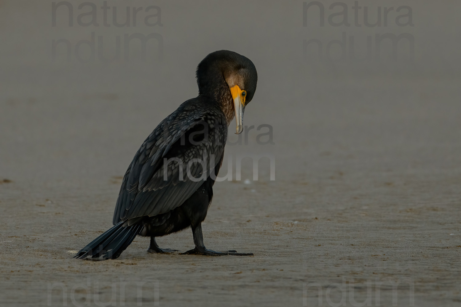 Foto di Cormorano (Phalacrocorax carbo)