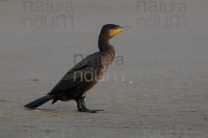 Foto di Cormorano (Phalacrocorax carbo)