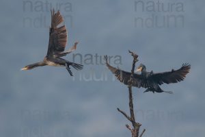 Foto di Cormorano (Phalacrocorax carbo)