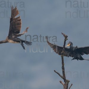 Foto di Cormorano (Phalacrocorax carbo)