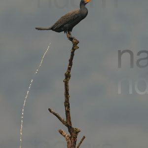 Foto di Cormorano (Phalacrocorax carbo)