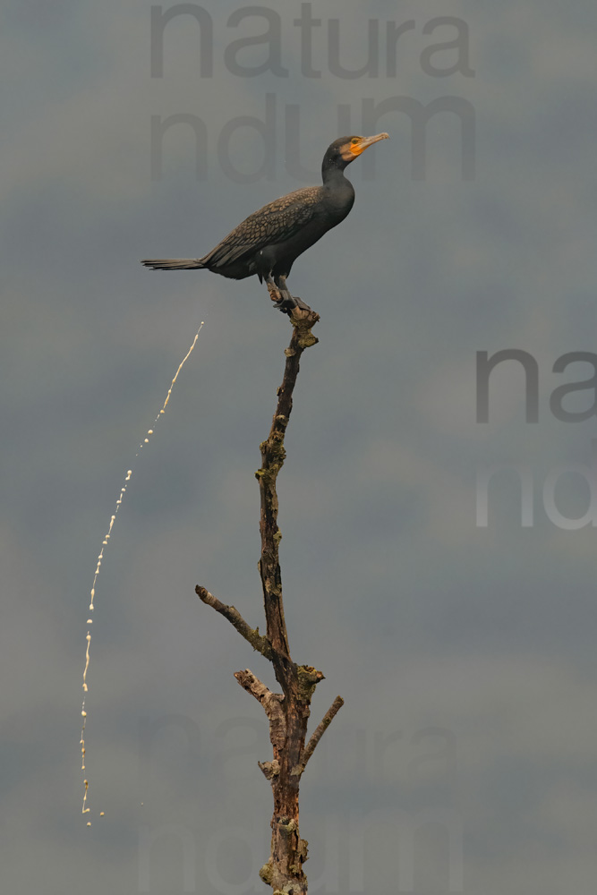 Foto di Cormorano (Phalacrocorax carbo)