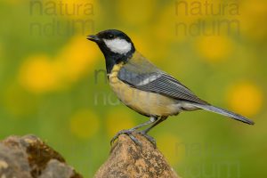 Foto di Cinciallegra (Parus major)