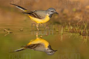 Foto di Ballerina gialla (Motacilla cinerea)