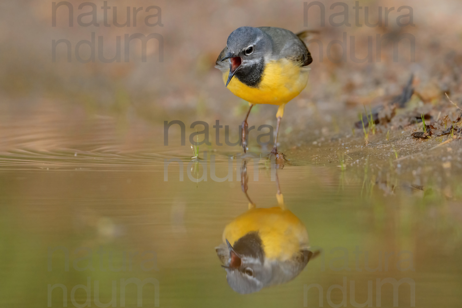 Photos of Grey Wagtail (Motacilla cinerea)