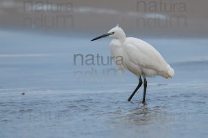 Foto di Garzetta (Egretta garzetta)