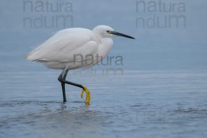 Photos of Little Egret (Egret garzetta)