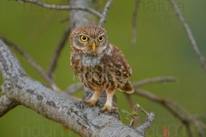 Foto di Civetta (Athene noctua)