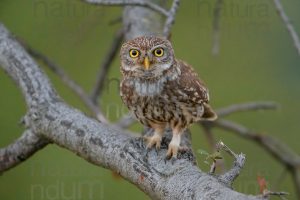 Foto di Civetta (Athene noctua)