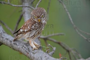 Foto di Civetta (Athene noctua)