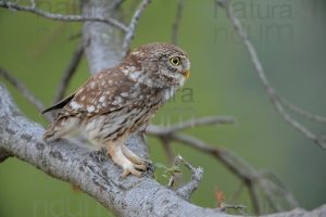 Foto di Civetta (Athene noctua)