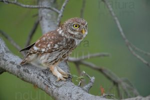 Foto di Civetta (Athene noctua)