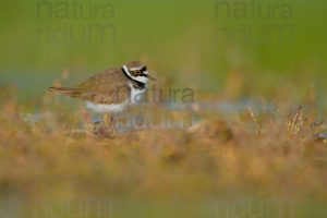 Foto di Corriere piccolo (Charadrius dubius)