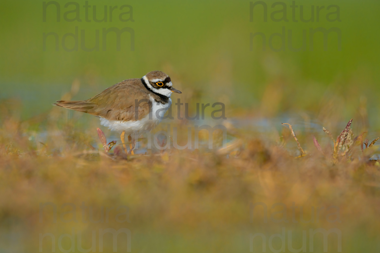 Photos of Little Ringed Plover (Charadrius dubius)