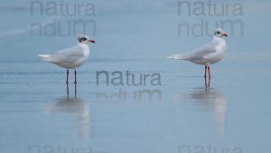 Photos of Mediterranean Gull (Larus melanocephalus)