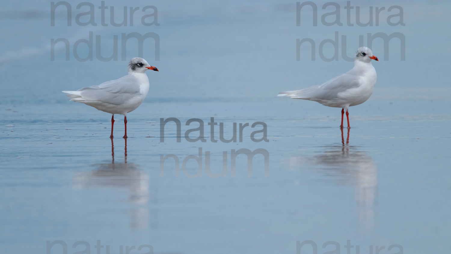 Foto di Gabbiano corallino (Larus melanocephalus)