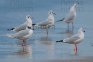 Foto di Gabbiano corallino (Larus melanocephalus)