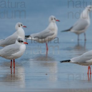 Foto di Gabbiano corallino (Larus melanocephalus)