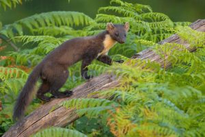 Photos of Pine Marten (Martes martes)