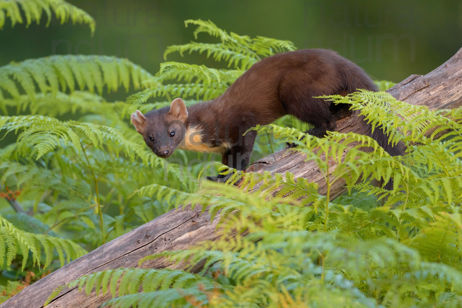 Photos of Pine Marten (Martes martes)