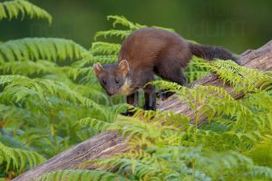 Photos of Pine Marten (Martes martes)