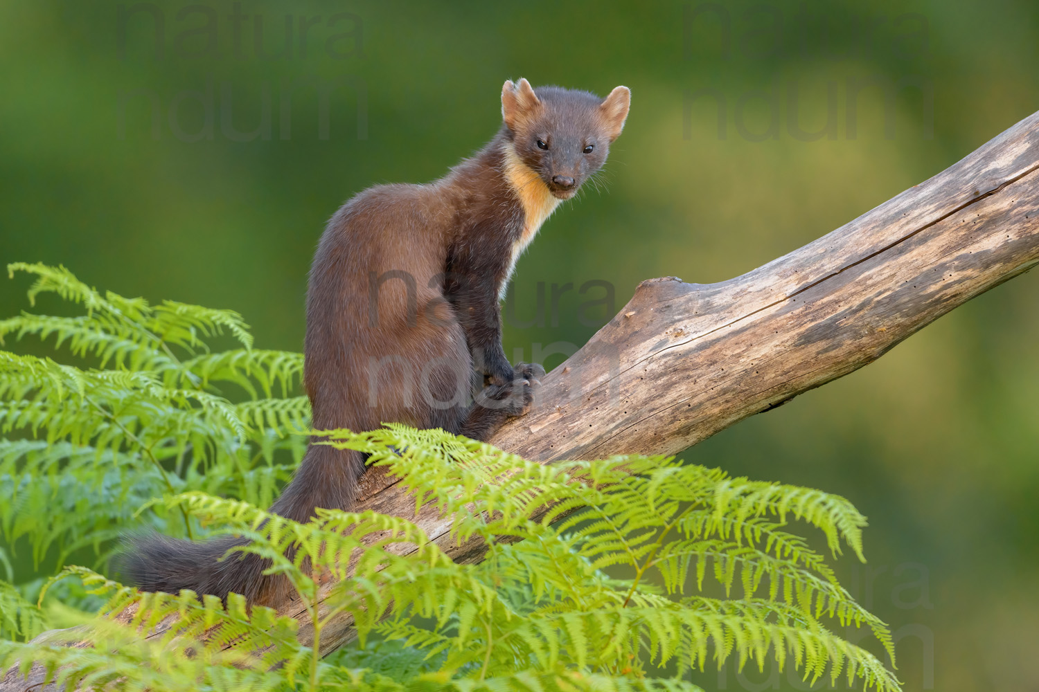 Photos of Pine Marten (Martes martes)