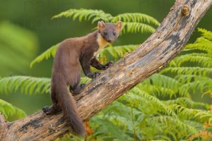 Photos of Pine Marten (Martes martes)