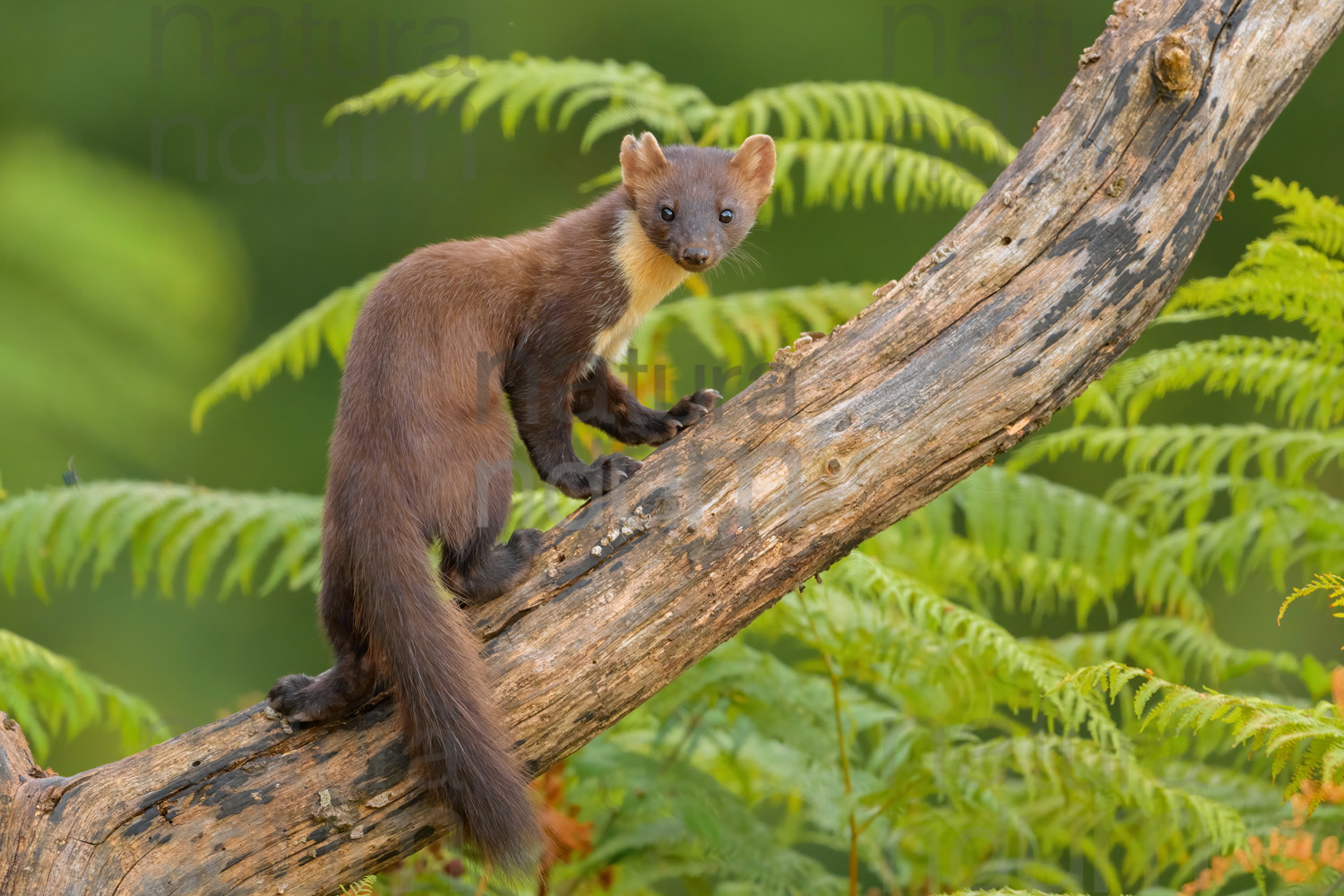 Photos of Pine Marten (Martes martes)