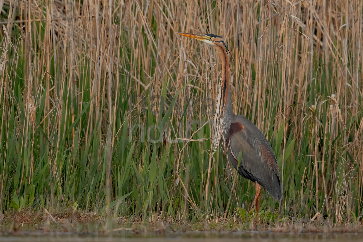 Foto di Airone rosso (Ardea purpurea)