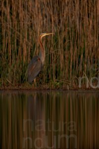 Foto di Airone rosso (Ardea purpurea)