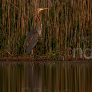 Foto di Airone rosso (Ardea purpurea)