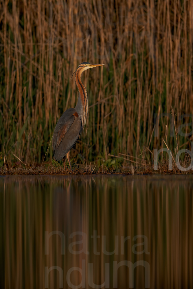 Foto di Airone rosso (Ardea purpurea)