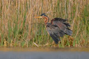 Foto di Airone rosso (Ardea purpurea)