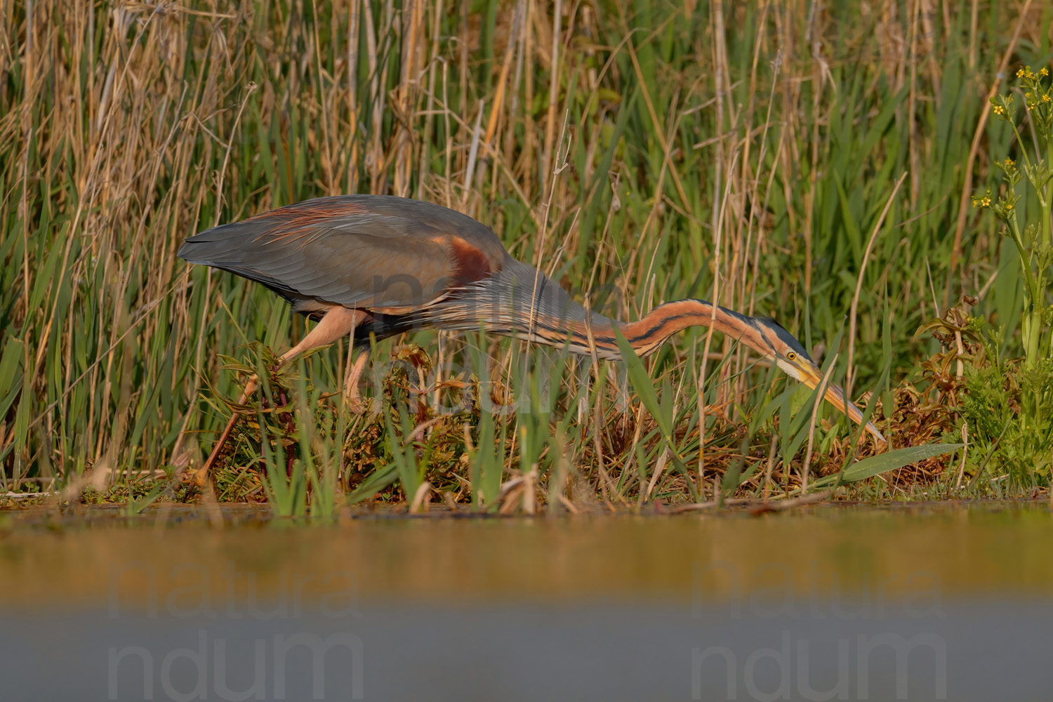 Foto di Airone rosso (Ardea purpurea)