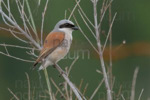 Foto di Averla piccola (Lanius collurio)